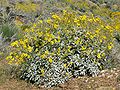 Encelia farinosa