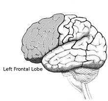 drawing of front lobe of human brain