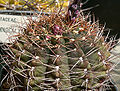 Gymnocalycium fleischerianum