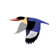 Black-capped Kingfisher