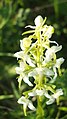 Kuckucksblume (Platanthera bifolia)