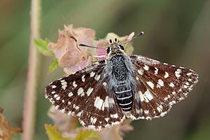 The Mafa Grizzled Skipper, Spialia mafa in the Ngorongoro Crater