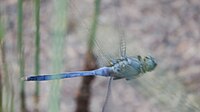 Male flying