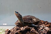 The Balkan terrapin in captivity.