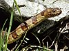 Northern water snake