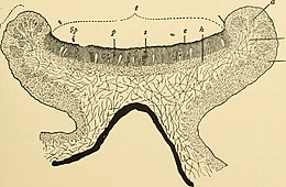 Dwarsdoorsnde van het apothecium van Physcia pulverulenta. (Volgens Nienburg, 1913.) t = hymenium, sp=asci, p=parafyse, e=epithecium, h=hypothecium, pt=parathecium of rand, a=algenlaag, m=medulla, r=cortex