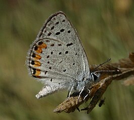 Icaricia acmon