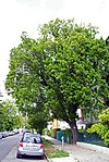 Pyramideneiche (Quercus robur „Fastigiata“)