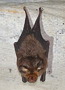 Brown bat