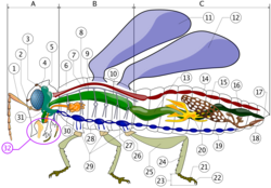 Schemat budowy anatomicznej owada