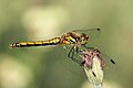 Schwarze Heidelibelle (Sympetrum danae)