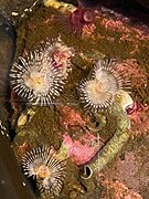 Tube Worm