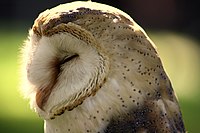 Tyto alba side