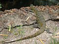 Nilwaran Nile monitor