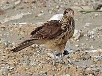 Juvenile in Panama