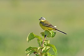 codobatură galbenă (Motacilla flava)