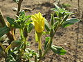 Gewöhnliche Nachtkerze Oenothera biennis