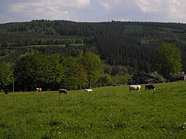 Landschap bij Thirimont