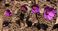 Anemone hepatica var. japonica.JPG