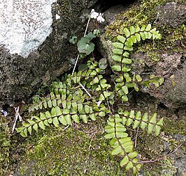 Asplenium azoricum