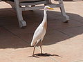 Kuhreiher Cattle Egret