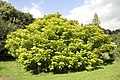 Catalpa bignonioides 'Aurea'