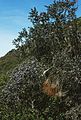 Ceanothus foliosus