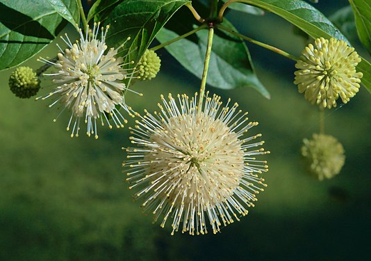 Common buttonbush (Cephalanthus occidentalis occidentalis) (created by The Cosmonaut; nominated by MER-C)