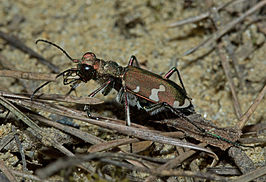 Cicindela sylvicola