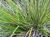 Did you know that the dwarf cabbage tree (Cordyline pumilio) was consumed by the Maori as a relish? (16 May 2010)