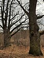 Dęby Napoleona w Barkwedzie na terenie grodziska