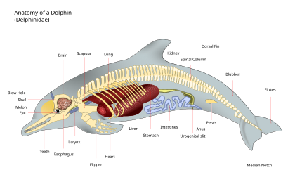Anatomy of a dolphin