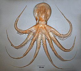 Enteroctopus zealandicus