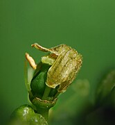 Kalyptra aus den Petalen einer Weintraube