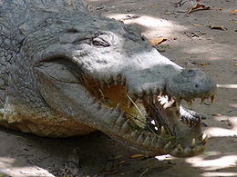 Nílusi krokodil (Crocodylus niloticus)