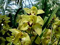 Cymbidium-Hybride