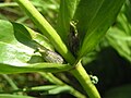 Gentiana cf purpurea