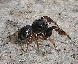 Harmochirus insulanus