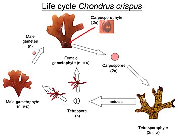 Lifecycle of C. crispus: Below the life stages are indicated if the life stage is haploid(n) or diploid (2n) and the type of carrageenan present.