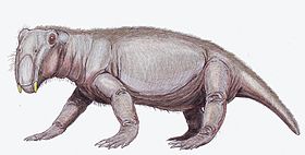 Lystrosaurus murrayi