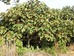 Macaranga gigantea