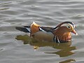 Mandarinréce (Aix galericulata) hím