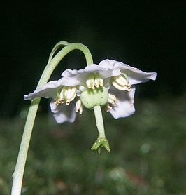 Eenbloemig wintergroen