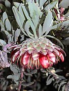 Flower of Protea pendula