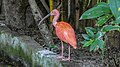 Scarlet ibis