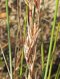 Flowering heads