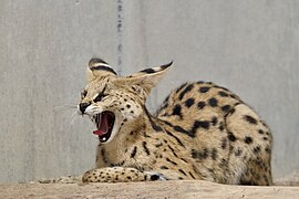 Serval (Leptailurus serval)