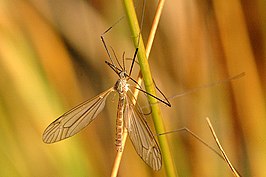 Tipula (Savtshenkia) obsoleta