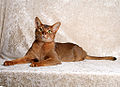 Abyssinian Türü Kedi