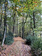 Waldweg im Isenburger Bachtal